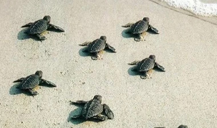 https://www.balikhaber.com/haber/turkiyede-bu-yil-14-bin-807-yavru-deniz-kaplumbagasi-denize-ulasti-4634