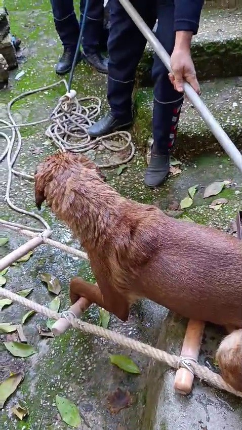 Kurtarılan köpek yeniden zemine ayak bastı