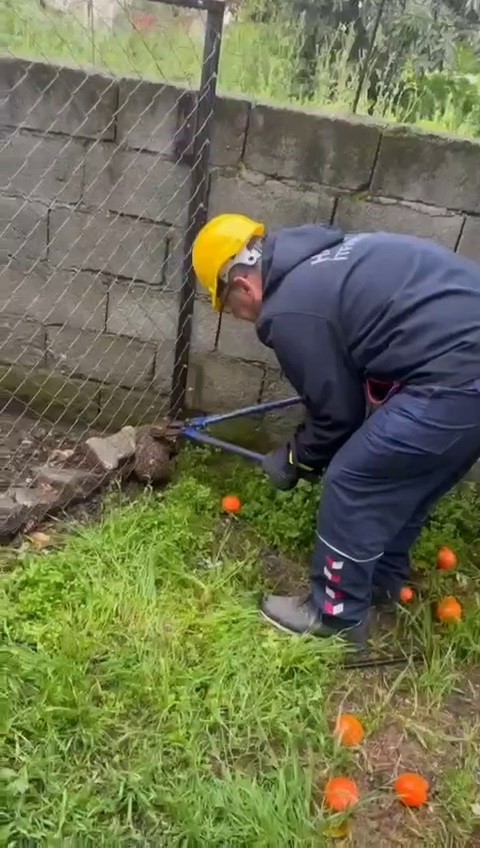 Tel örgüye sıkışan , kirpi kurtarıldı