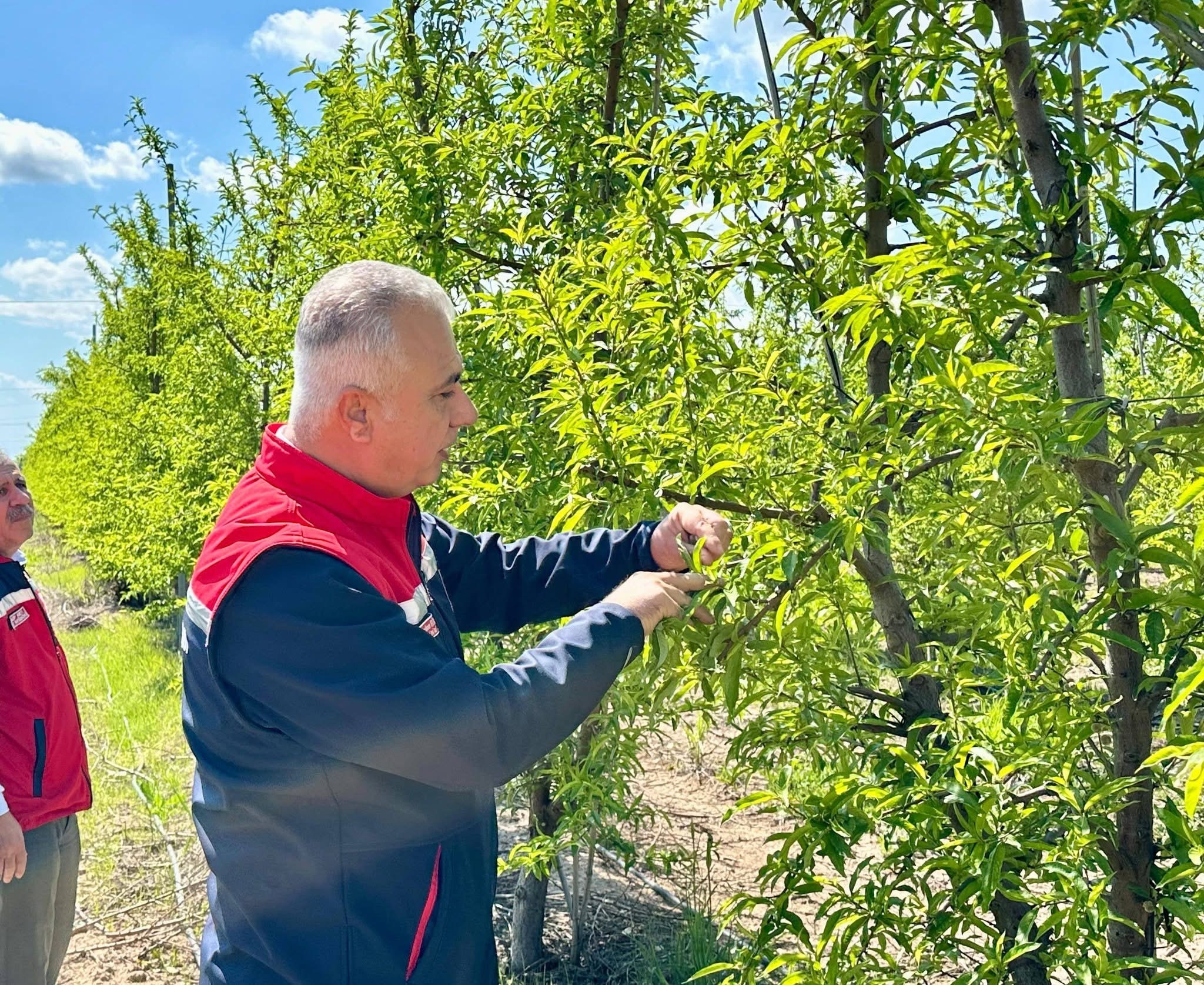 Türkmen şeftali üretim alanlarını inceledi