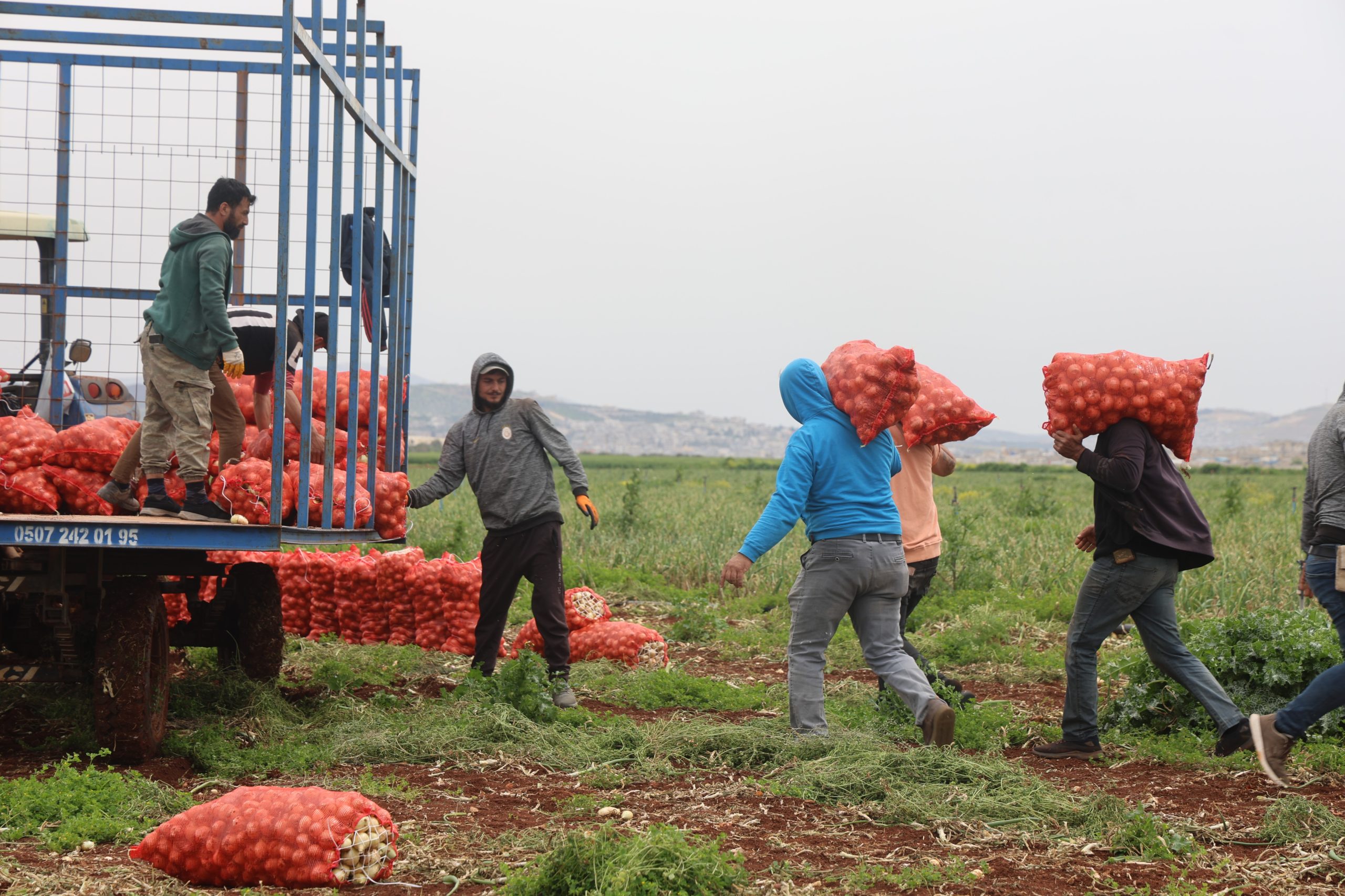 Suriye sınırında soğan hasadı başladı