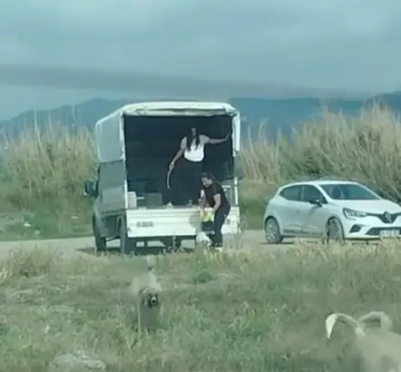 Milleyha Sulak Alanı’na köpek bırakıldı.