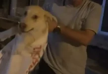 Çuvala Konan köpek kurtarıldı
