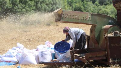 HATAYLI ÇİFTÇİLERİN KAVURUCU SICAKTA TOZLU MESAİSİ SÜRÜYOR