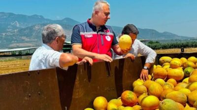 TESCİLLİ KIRIKHAN KAVUNUNDA HASAT DEVAM EDİYOR