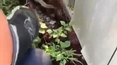 AĞA DOLANARAK MAHSUR KALAN YILANI İTFAİYE KURTARDI