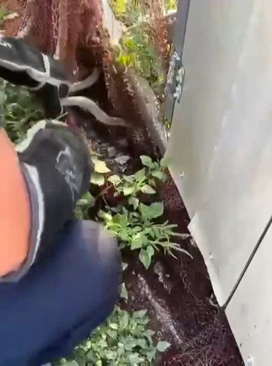 Ağa Dolanan 2 Yılan Doğaya Salındı