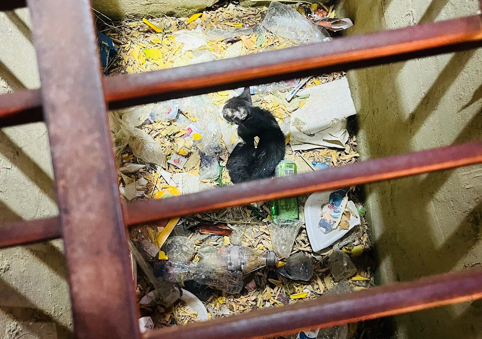 Antakya’da Kedi Kurtarıldı