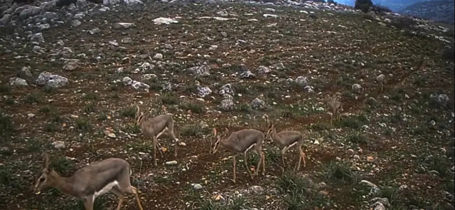 Kırıkhan’da Dağ Ceylanı Görüldü