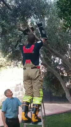 Ağaçta mahsur kalan kedi kurtarıldı