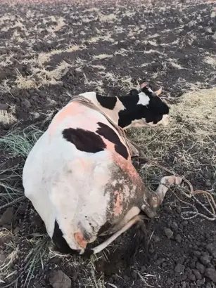 bataklığa saplanan inek kurtarıldı