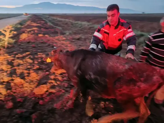 Kanala düşen 2 inek, kurtarıldı.