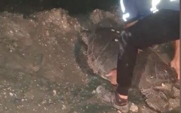 YOLUNU ŞAŞIRAN CARETTA CARETTAYI KUCAĞINA ALIP DENİZE KAVUŞTURDU