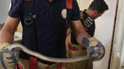 ANTAKYA’DA EVLERE GİREN YILANLAR YAKALANDI
