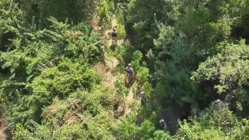 915 kök kenevir ve 39 kilo esrar yakalandı