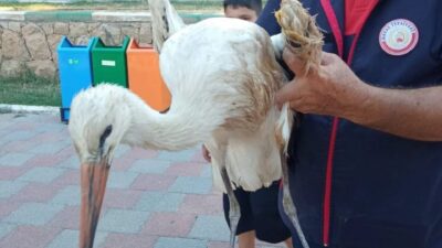 REYHANLI’DA YARALI LEYLEK EKİPLER TARAFINDAN KURTARILDI