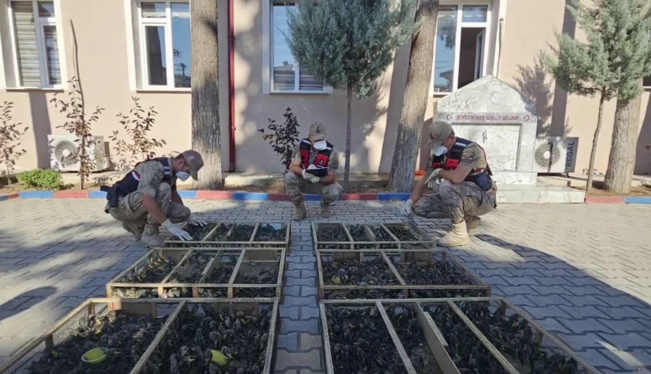 Suriye sınırında saka kuşu yakalandı