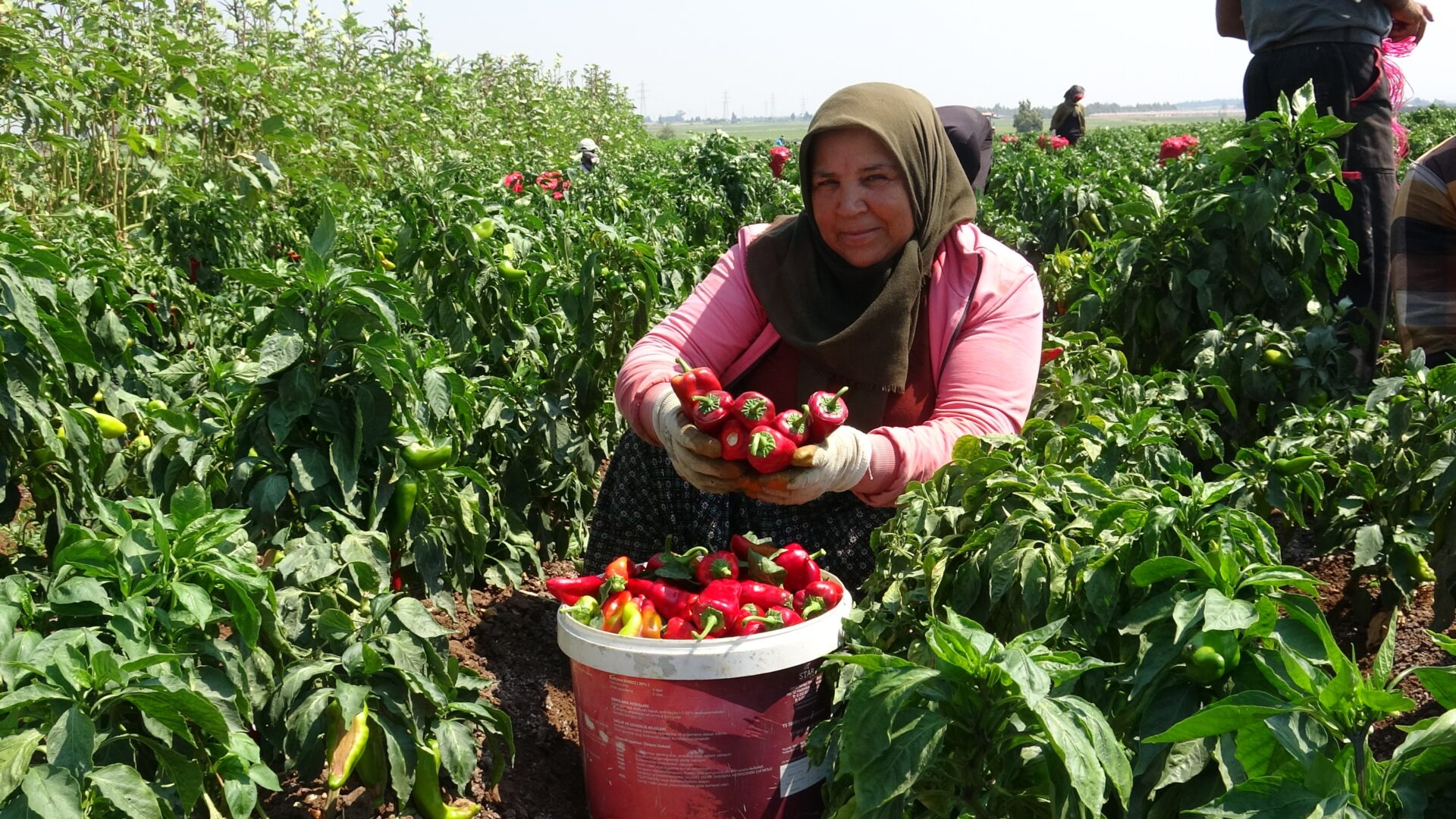 Kapya biber hasadı mesaisi sürüyor