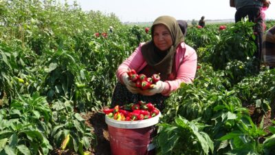 KAVURUCU SICAKTA ACI HASATTA ÇALIŞAN İŞÇİLER ELLERİNİ YÜZLERİNE SÜREMİYORLAR