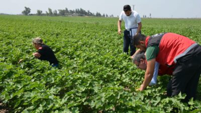 HATAY’DA PAMUK, SOYA VE AYÇİÇEĞİ ÜRETİM ALANLARI KONTROL EDİLDİ