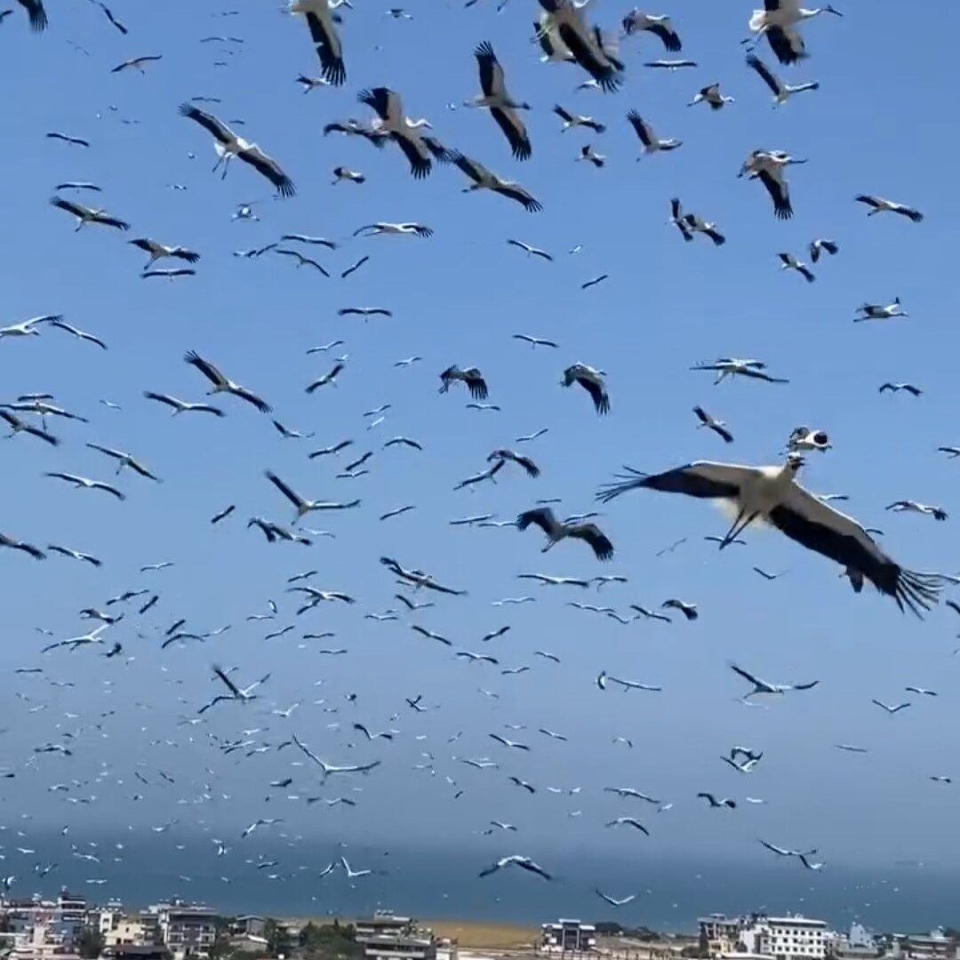 Yüzlerce leyleğin göç yolculuğu