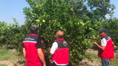 ERZİN’DE NARENCİYE BAHÇELERİNDE HASTALIK DENETİMİ YAPILDI