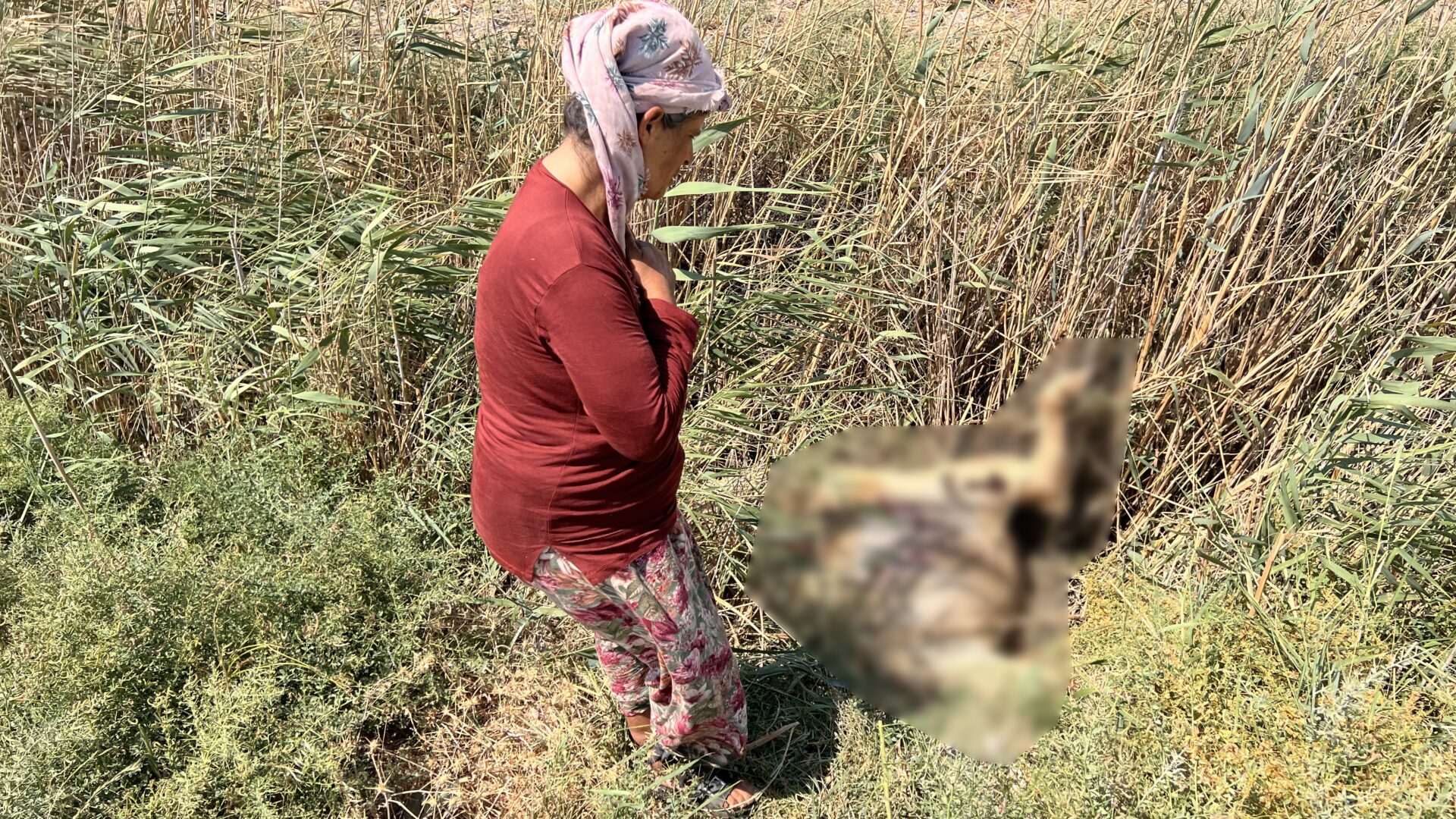 Sütcü kadının hayvanları telef oldu 