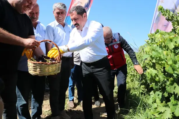 Hassa’da üzüm hasadı başladı