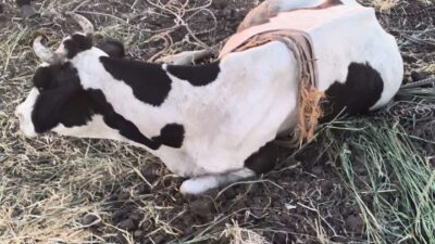 REYHANLI’DA  BATAKLIĞA DÜŞEN BÜYÜKBAŞ HAYVAN KURTARILDI