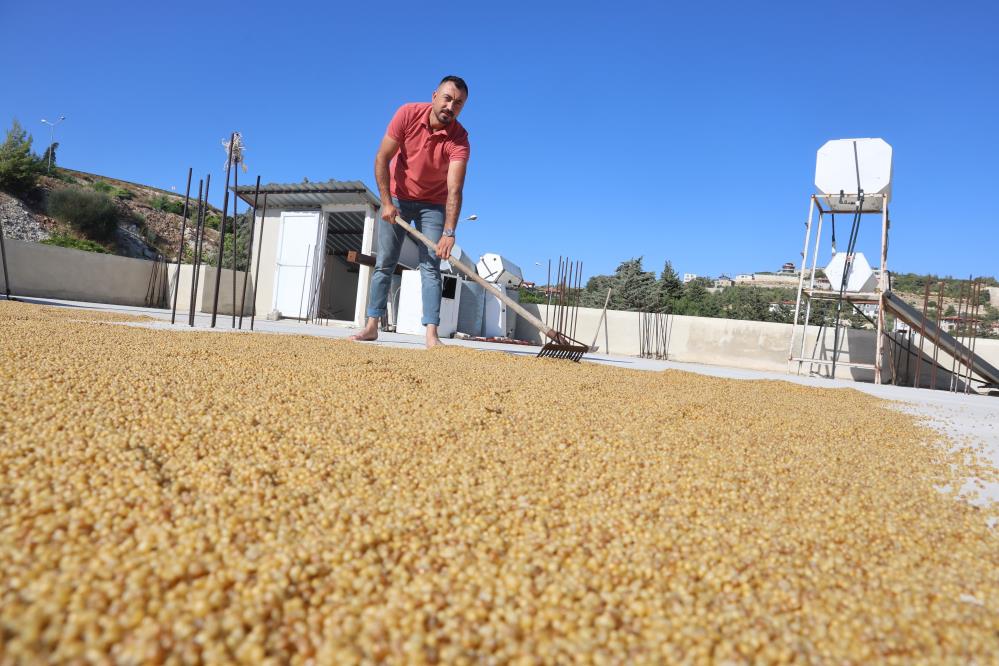 Karakılçık buğdayı, bulgur oluyor