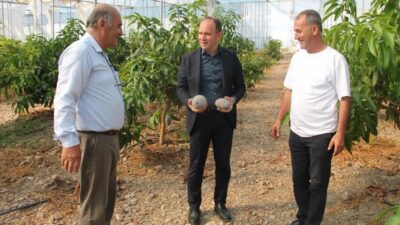 ERZİN’DE AVOKADO VE MANGO ÜRETİMİ YAPILAN SERALAR EKONOMİYE KATKI SAĞLIYOR