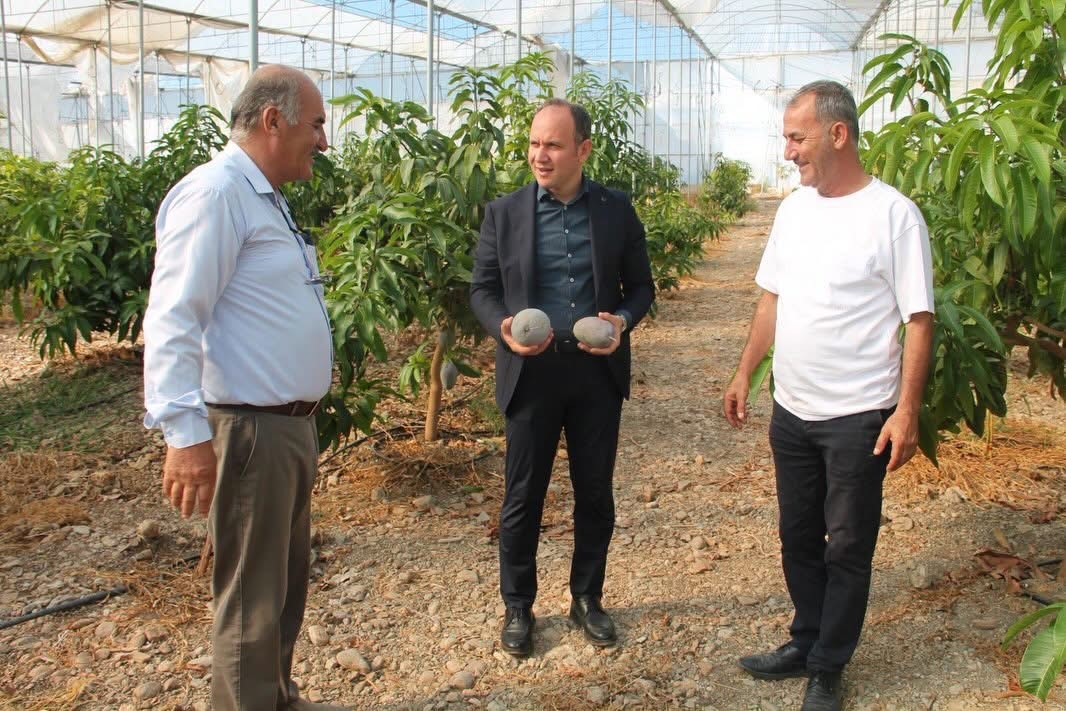 Erzin’de avokado ve mango üretimi