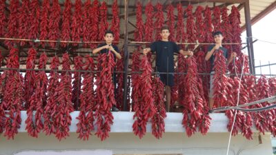 KAVURUCU SICAKTA TEK TEK İPE DİZİLEN DOLMALIK ACI BİBERLER, MAHALLEDEKİ BALKONLARI KIRMIZIYA BÜRÜDÜ
