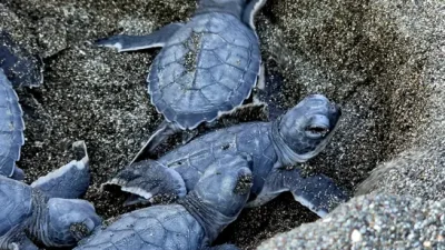 caretta