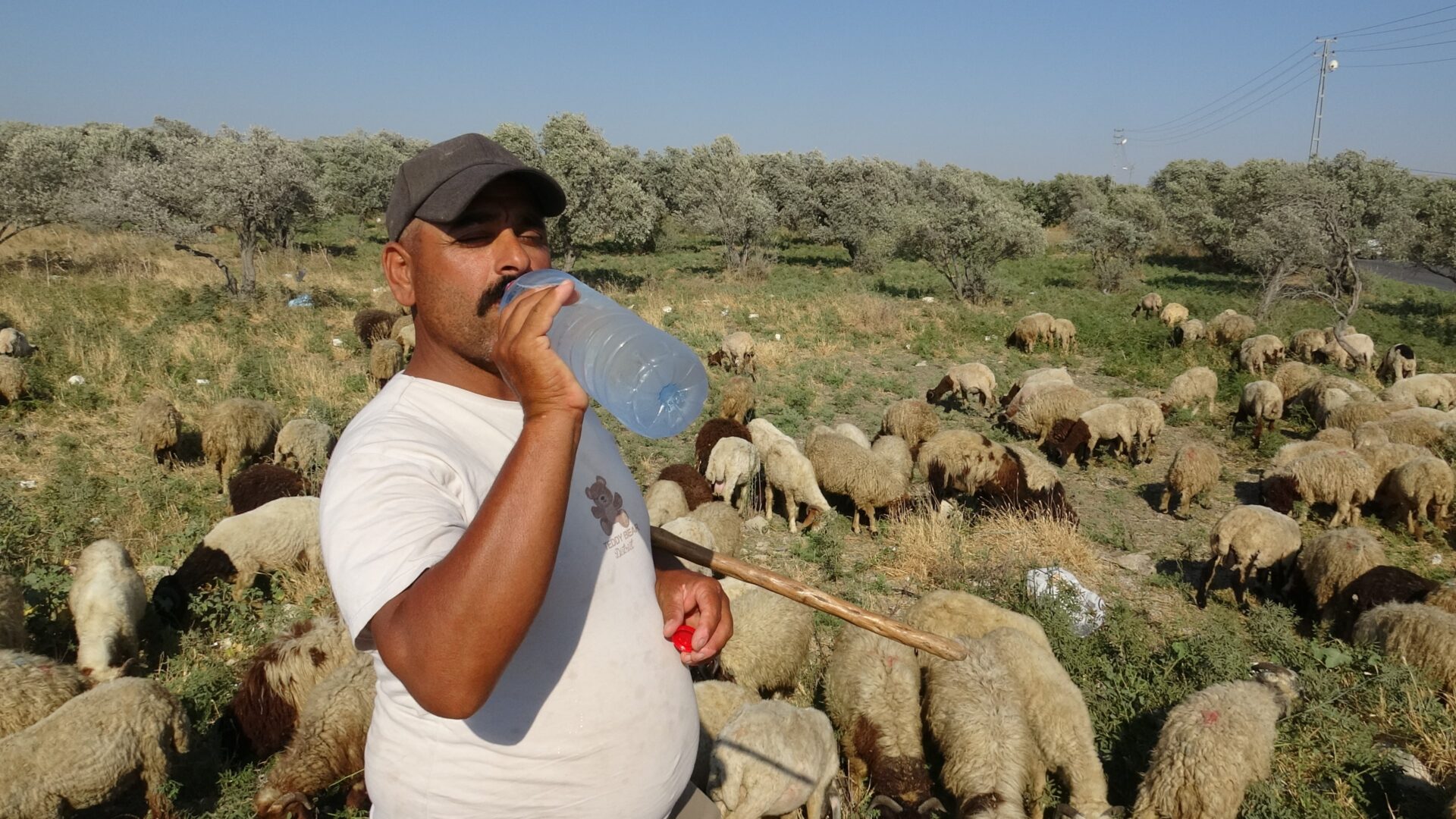 Çobanlar, günde 10 litre su tüketiyor