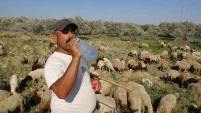 MAAŞLARIYLA GÜNDEM OLAN ÇOBANLAR, GÜNDE LİTRELERCE SU TÜKETEREK KAVURUCU SICAKTA MESAİYİ SÜRDÜRÜYOR