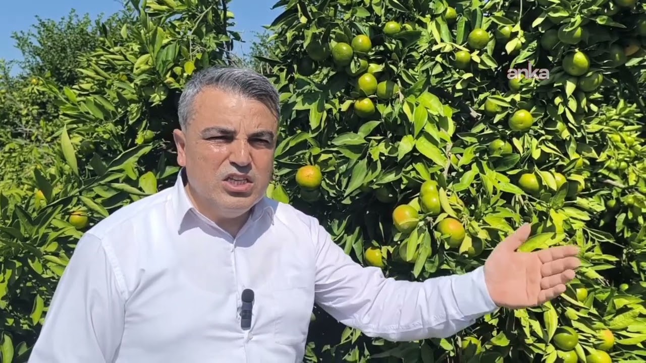 Mandalinanın 45 liraya satılması normal