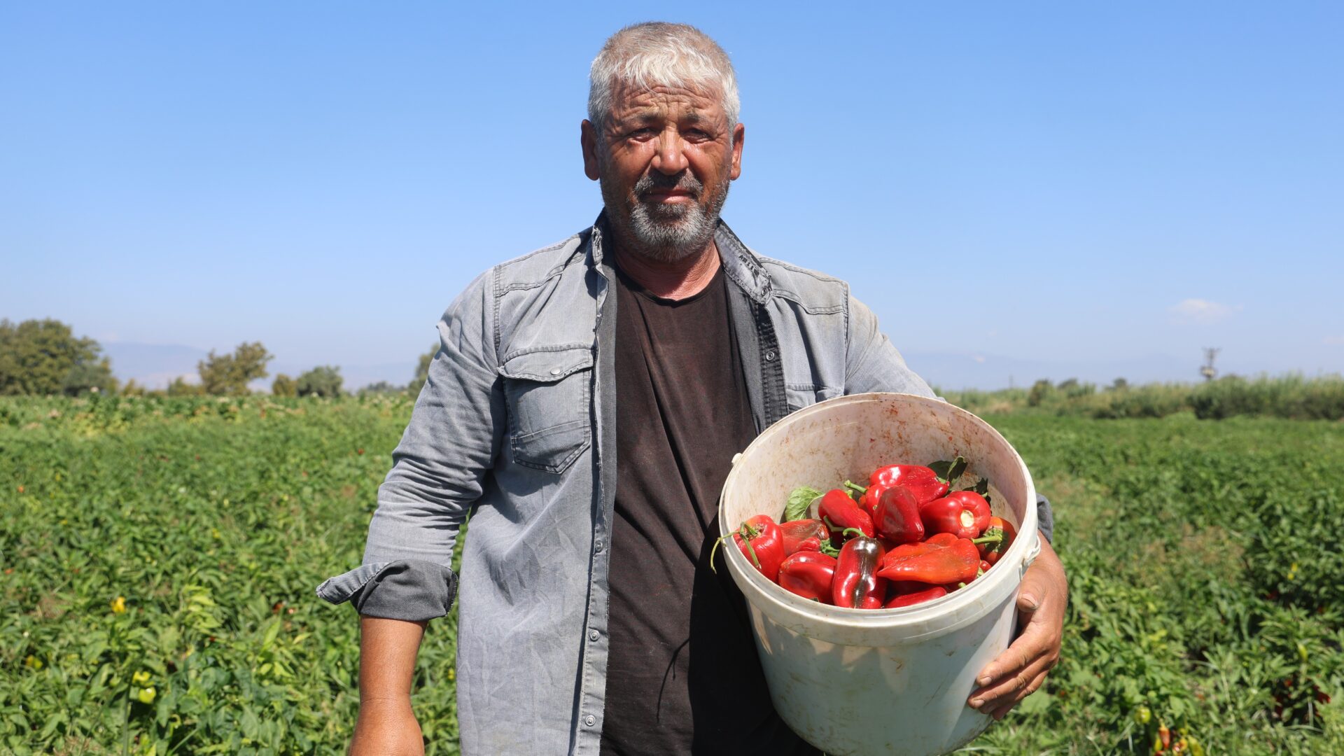 Kapya biber tarlada 20 TL’den satılıyor