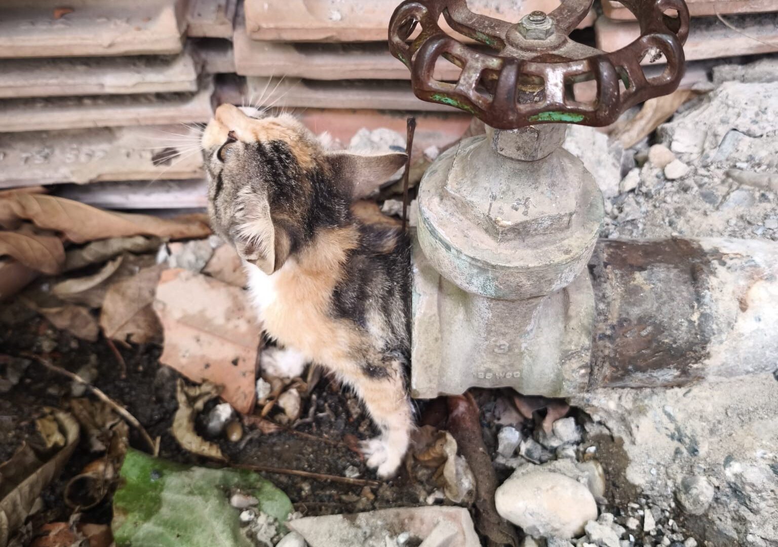 Vanaya sıkışan Yavru kedi,  kurtarıldı