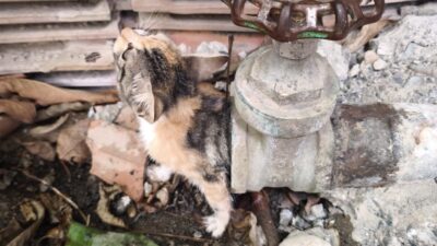 VANAYA SIKIŞARAK MAHSUR KALAN YAVRU KEDİ, İTFAİYE EKİPLERİNİN ÇALIŞMASIYLA KURTARILDI