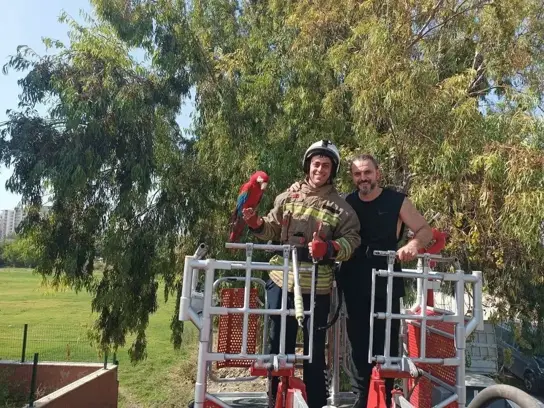 Kafesinden kaçan papağan yakalaqndı
