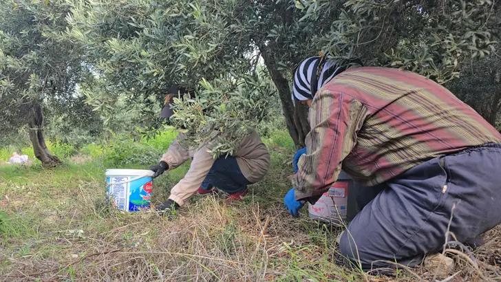 Halhalı zeytinin hasadı başladı.