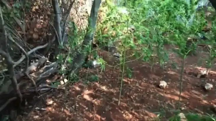 Hazine arazisinde Hint keneviri yetiştirmiş