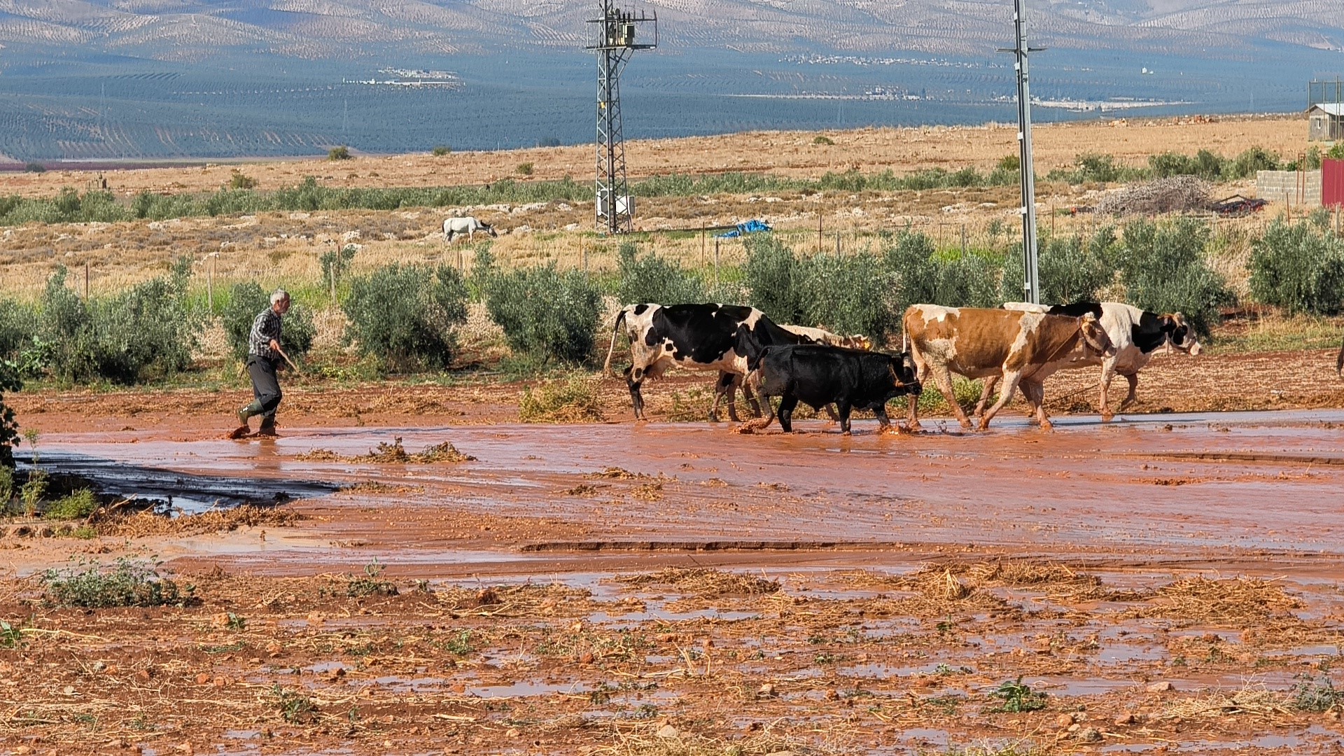 Yağış tarım arazilerinde zor anlar yaşattı