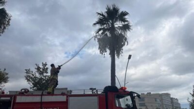 İSKENDERUN’DA YILDIRIMIN İSABET ETTİĞİ AĞAÇ YANDI