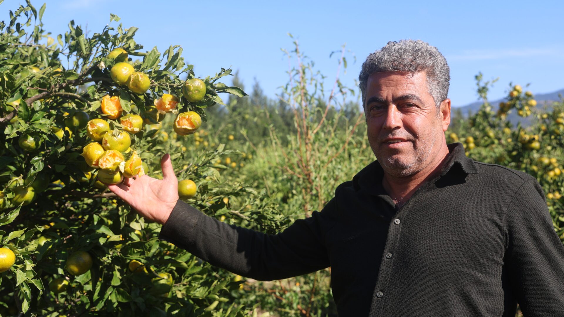  Ceviz büyüklüğündeki dolu mandalinayı vurdu