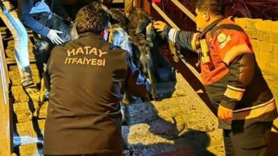 TIRIN DORSESİNDE SIKIŞAN 40 KEÇİ KURTARILDI