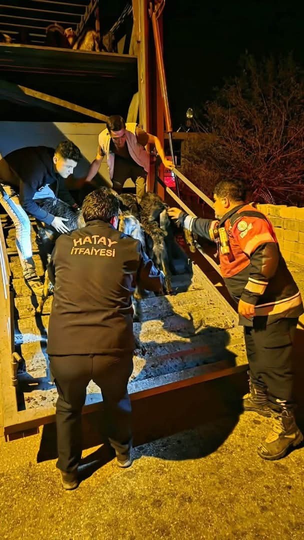 Tırın dorsesine sıkışan keçileri itfaiye  kurtardı