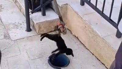 HAVALANDIRMA BORUSUNDA ÖLÜMÜ BEKLEYEN YAVRU KEDİYİ MİYAVLAMASI KURTARDI