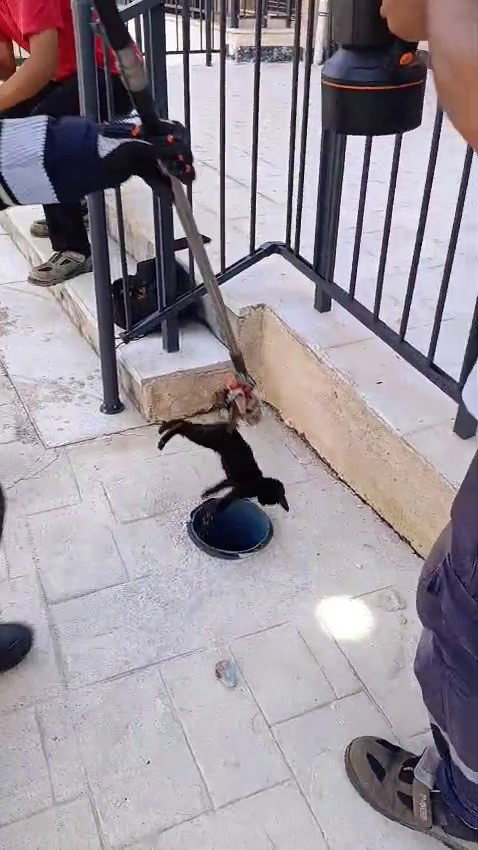Yavru kediyi miyavlaması kurtardı